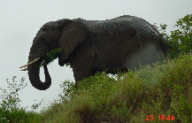 Elefant04