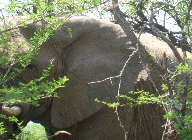 Elefant06