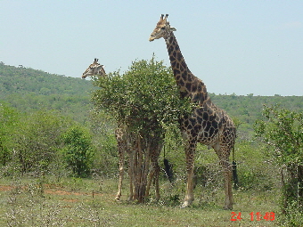 Giraffe01