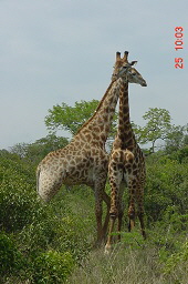 Giraffe02H