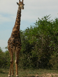 Giraffe04