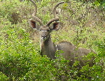 Kudu02
