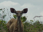 Kudu03