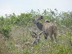 Kudu04