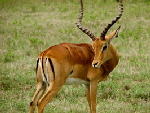 impala Bock